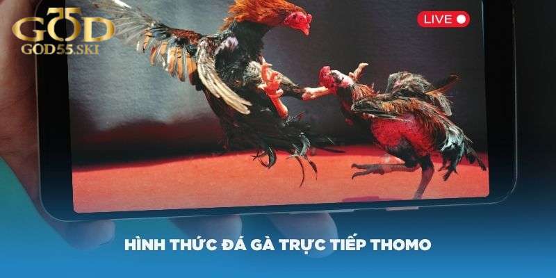 Bật mí kinh nghiệm chơi đá gà Thomo đỉnh cao cùng kê thủ